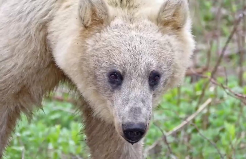 На Курильских островах обнаружен медведь с уникальным окрасом