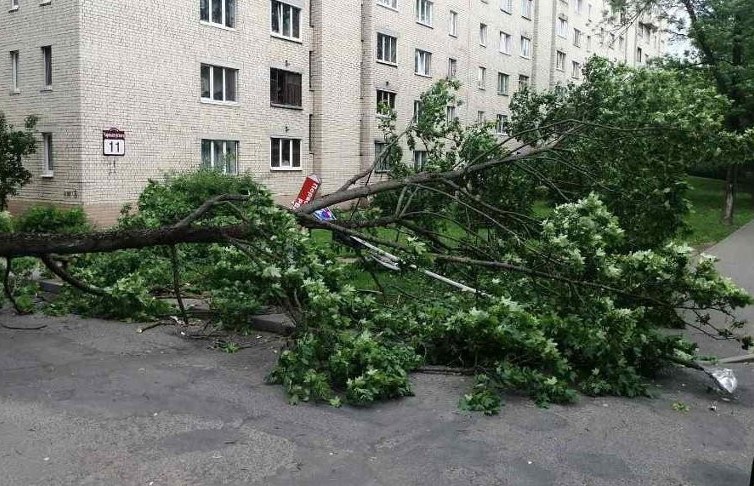 Непогода в Беларуси: повалены деревья, повреждены автомобили и дома
