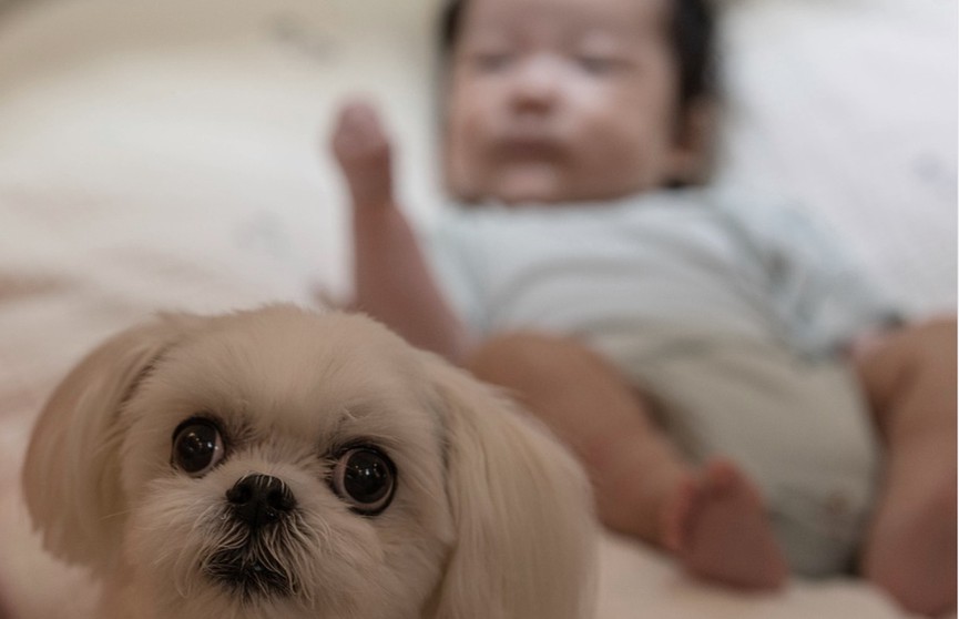Собака пытается успокоить плачущего ребенка – и у нее получается! Посмотрите, что она делает – это невероятно! (ВИДЕО)
