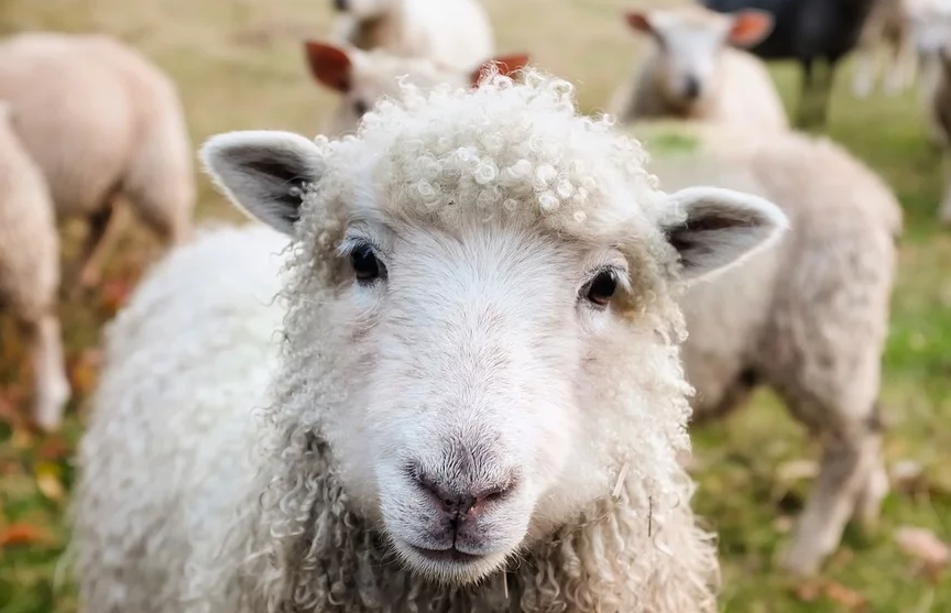 Воры с дрессированными собаками похитили около 200 овец в Британии