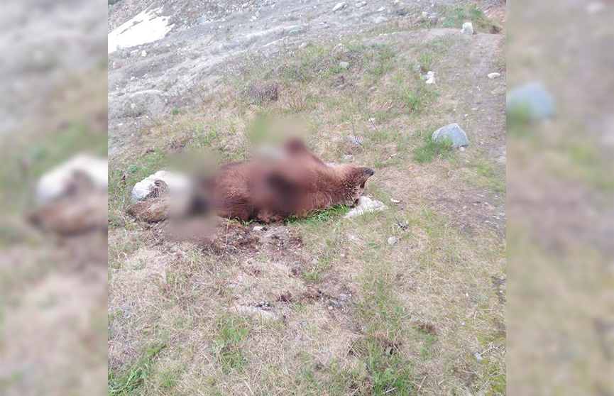 Тела убитых медведей без лап находят в Магаданской области
