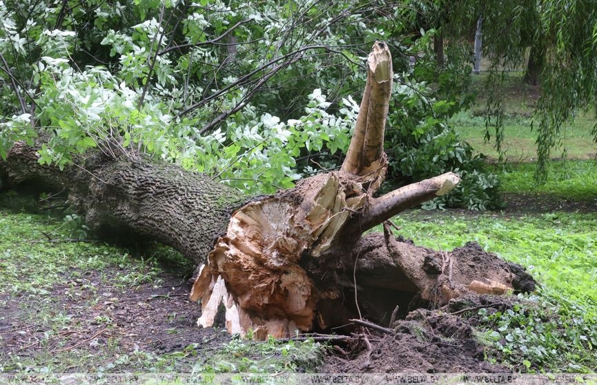 В Минске ветром повалило десятки деревьев