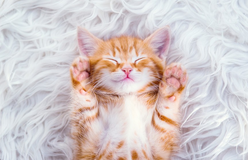 Котенок притворяется спящим, когда его берут на руки, а потом ведет себя как обычно. Только посмотрите на это! (ВИДЕО)