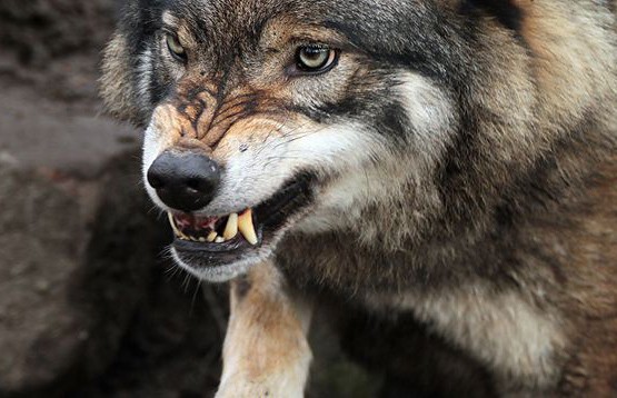 Смертельная схватка у дороги: новое нападение волка в Столбцовском районе
