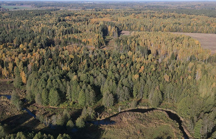 В Беларуси ограничены к посещению все леса