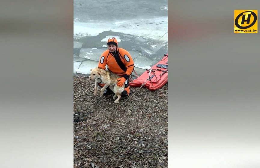 Собака провалилась под лед на озере в Гомеле: спасатели помогли ей