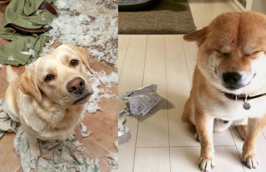 «Хозяин, очень стыдно!» 10 фото провинившихся собак, которых невозможно не простить