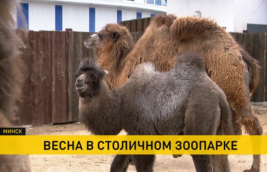 Малыши лам, овец и верблюжонок: в Минском зоопарке бэби-бум