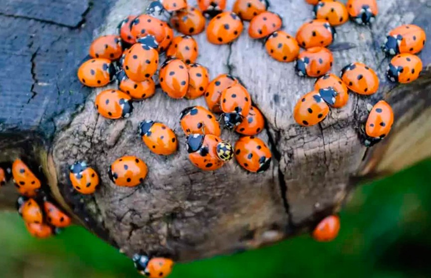 Нашествие божьих коровок фото