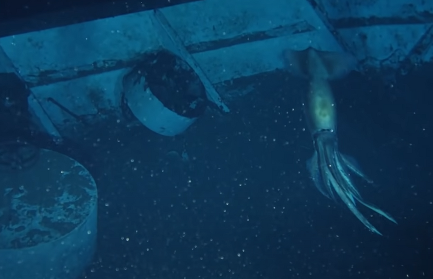 Предки осьминогов. Огромный кальмар на дне. Огромные кальмары глубин. Кальмар призрак.
