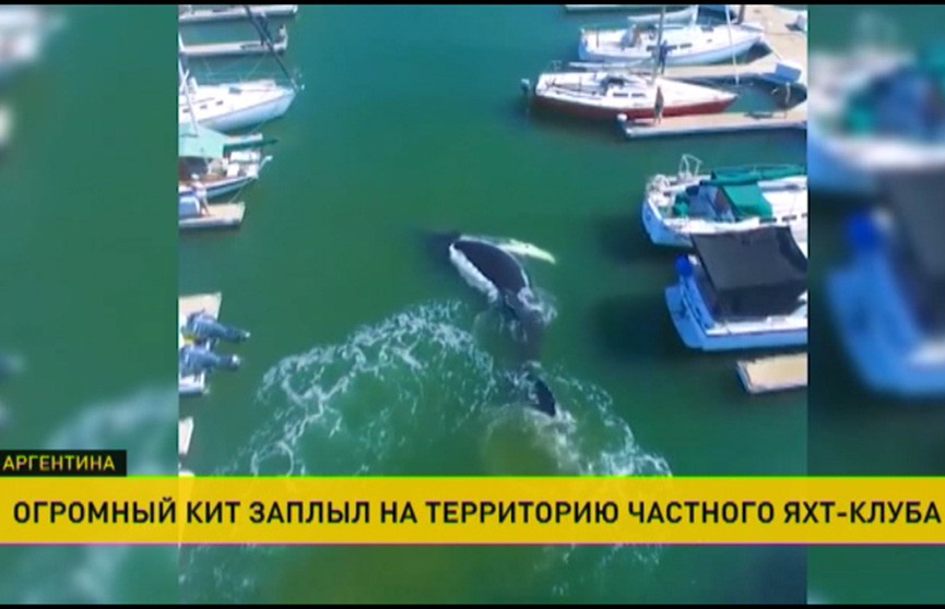 Огромный кит устроил переполох в яхт-клубе в Аргентине