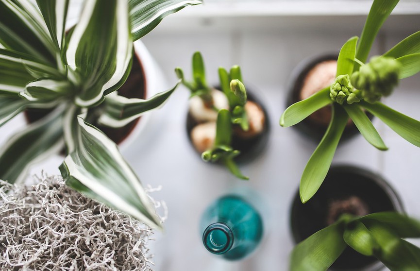 Новый тренд из TikTok: встряхните ваши растения, чтобы они стали крепче