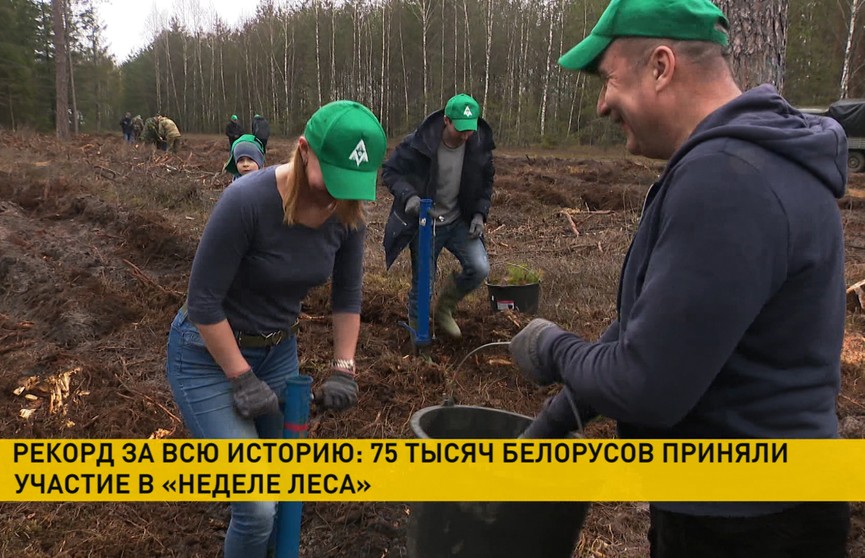 В акции «Неделя леса» приняли участие 75 тыс. белорусов