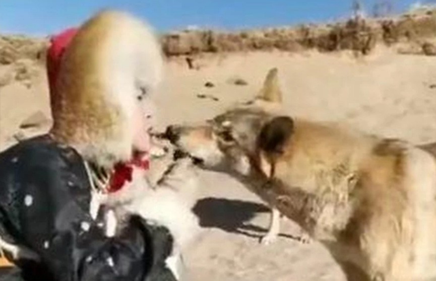 Девушка покормила изо рта волков и стала звездой в соцсетях