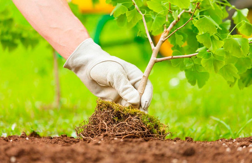Акция «Посади дерево: сделай Минщину краше!» стартовала в столичном регионе