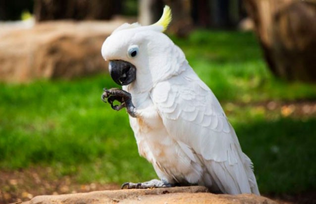 «Какая удивительная птичка!»: попугай нашел способ сделать печенье еще вкуснее (ВИДЕО)