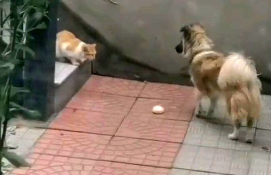 В Китае пес заметил голодную кошку и поделился с ней булочкой