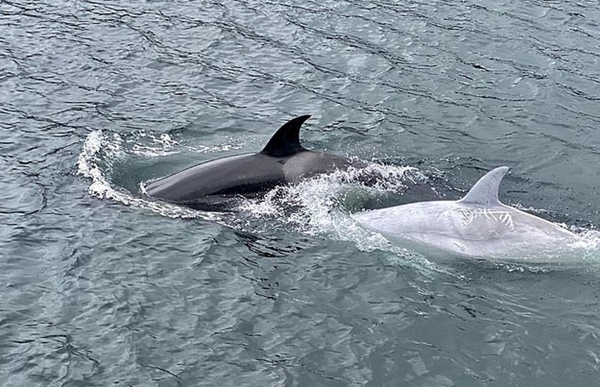 Редкий кит-убийца белого окраса удивил туристов и попал на видео