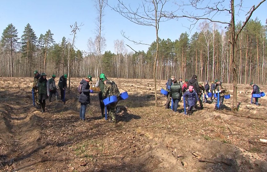 «Неделя леса»: представители стран СНГ поддержат республиканскую акцию в Беларуси