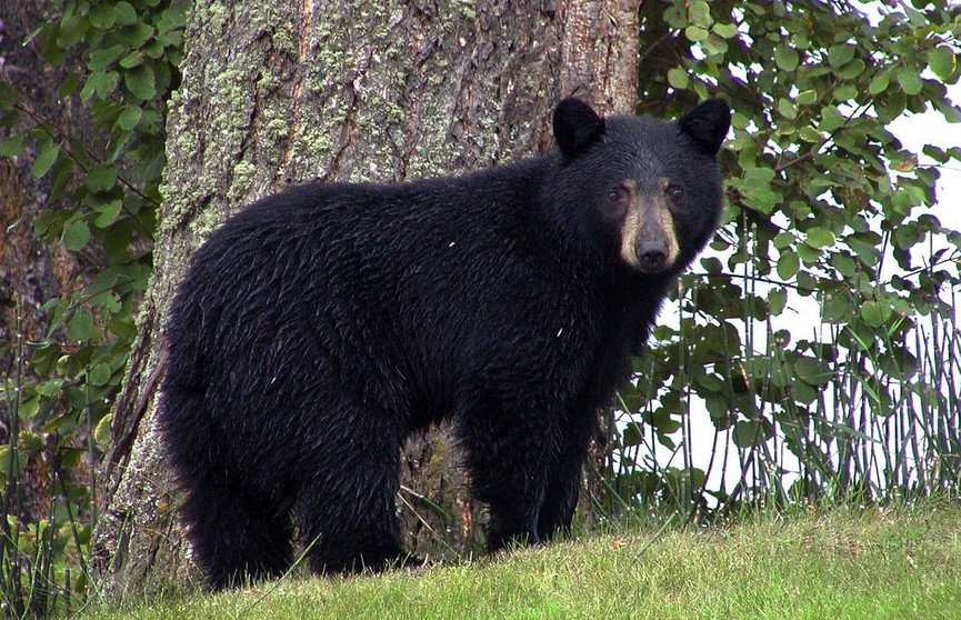 Медведь обшарил две машины в поисках еды – его ждало разочарование