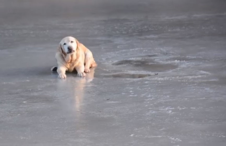 Трогательное спасение лабрадора с середины замёрзшего озера попало на видео