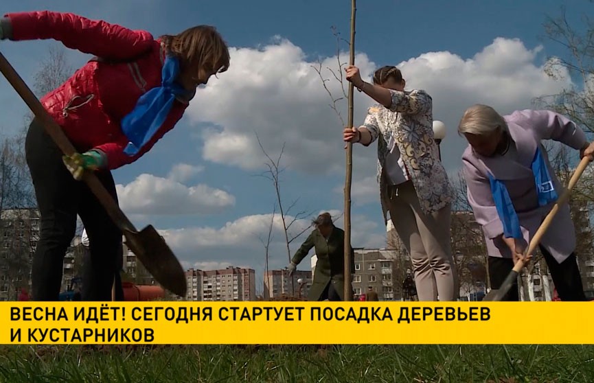 В Минске стартует посадка деревьев и кустарников