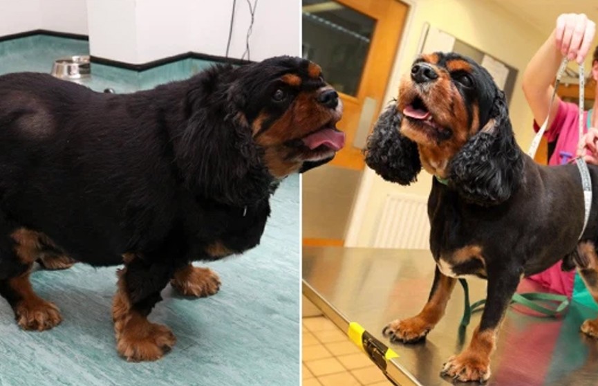 В Англии собака за пять лет похудела на 9 кило, но потом снова набрала вес из-за пандемии