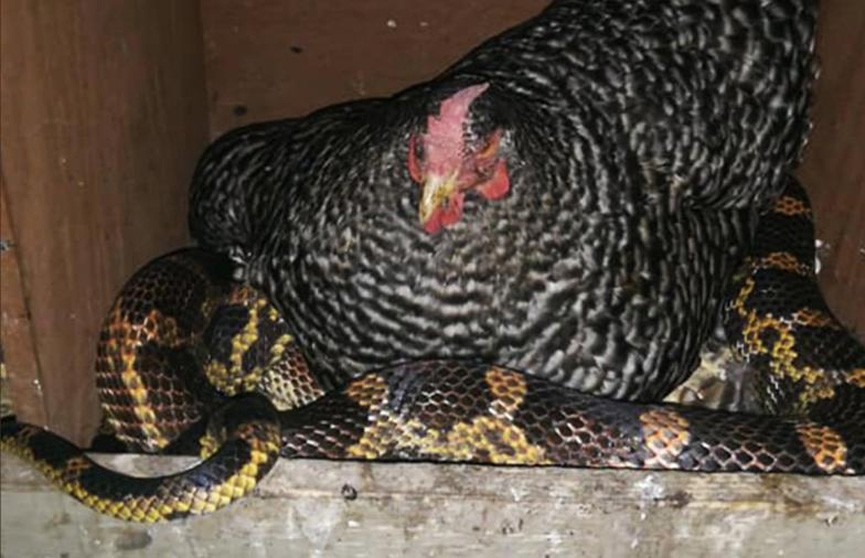 Дружба курицы и змеи озадачила пользователей соцсетей