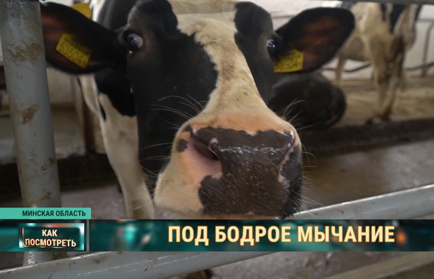 В Беларуси создали фитнес-трекер для коров