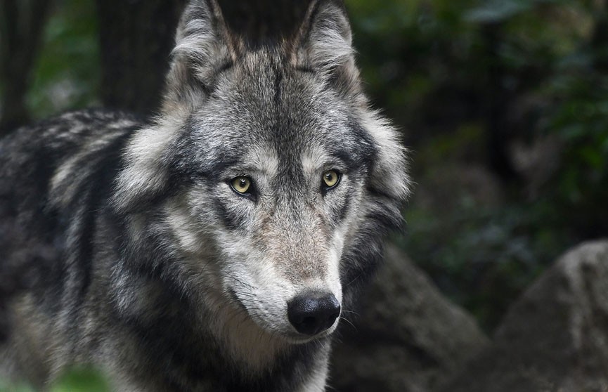 По всему Витебску ищут волка, граждан просят быть осторожными