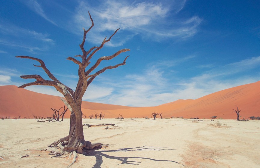 Завораживающе: как выглядит долина окаменевших деревьев в пустыне Намиб (ФОТО)