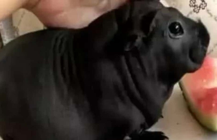 Китаец купил маленького пса, оказавшегося вовсе не собакой