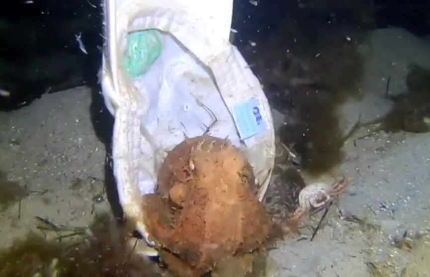 В Австралии осьминог примерил кепку и попал на видео