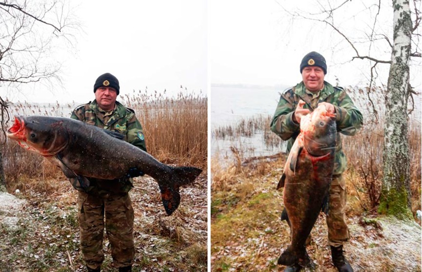 Толстолобика весом 27 кг поймали рыбаки в Браславе