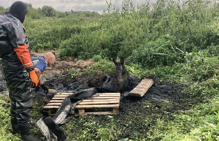 В Пинске спасли лося, который застрял в трясине