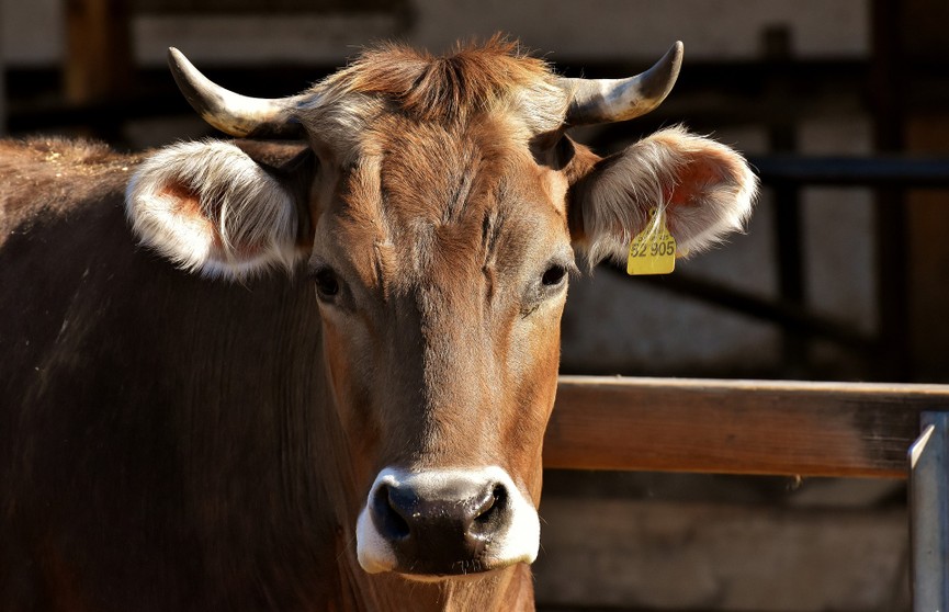 Начальник молочно-товарного комплекса похищал на работе коров и продавал их. Так он заработал Br38 тысяч