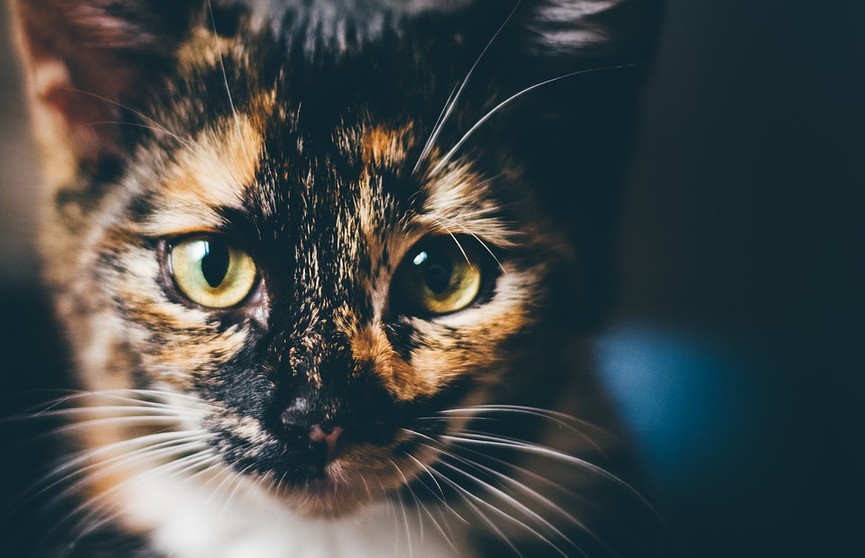 «Она случайно борщ не варит?»: кошка принесла еду больной хозяйке и стала звездой интернета