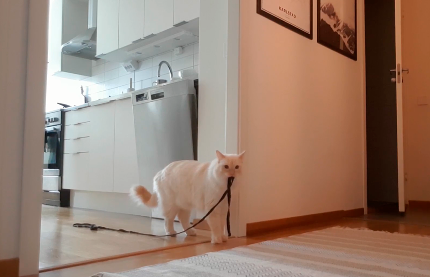 «Хозяин, вернись!»: кот остался один дома на 30 минут. Смотрите, что произошло (ВИДЕО)