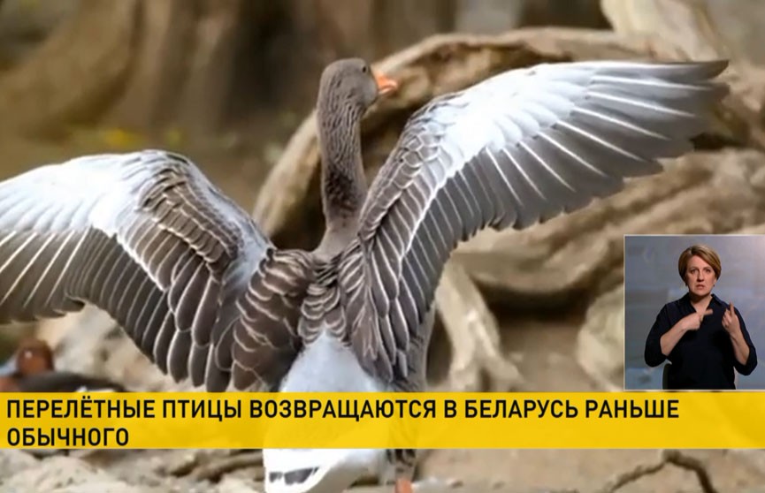 В Беларусь раньше времени возвращаются перелетные птицы