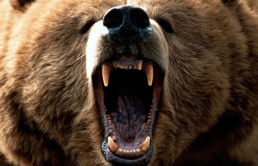 Медведь напал на человека в Архангельске