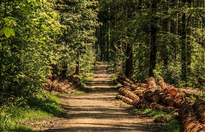 Ограничения на посещение лесов действуют почти по всей Беларуси