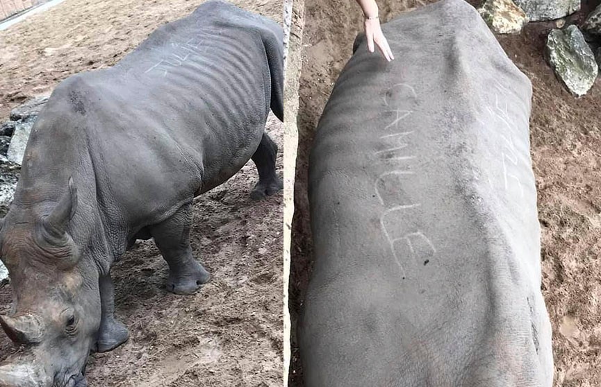 Бессердечные посетительницы зоопарка расписались на шкуре доверчивого носорога