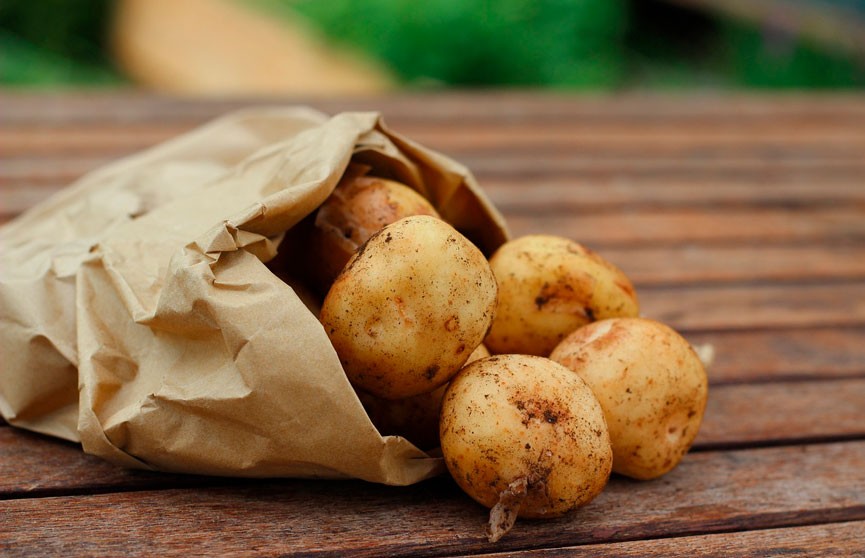 Ученые из Гарварда вычеркнули картошку из списка овощей, но на ее защиту встал Сенат