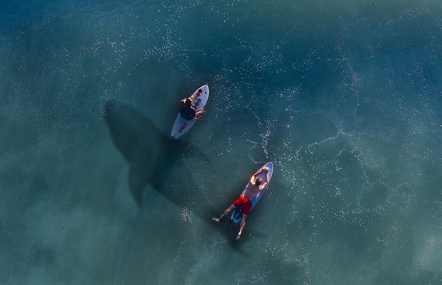Подросток самостоятельно поймал опасную 380-килограммовую акулу