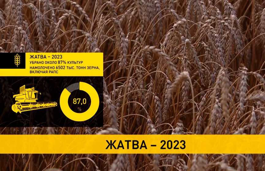 В Беларуси намолочено более 6,5 миллионов тонн зерна