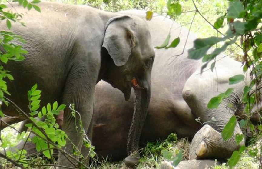 Душераздирающее видео: слонёнок отчаянно пытался вернуть к жизни убитую мать