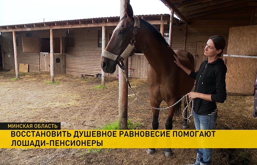 В агроусадьбе под Минском спасают от гибели старых лошадей и с их помощью лечат людей