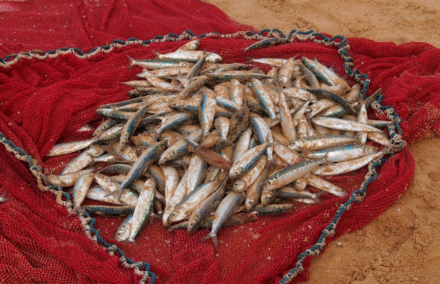 В Гомельском районе два рыбака-браконьера нанесли ущерб почти на 17 тысяч рублей