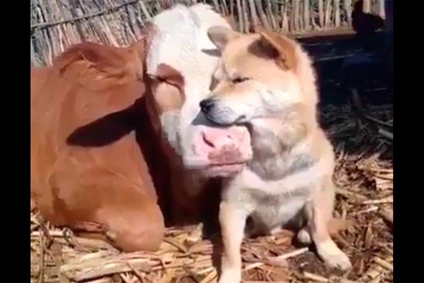 Собака подружилась с коровой и попала на видео