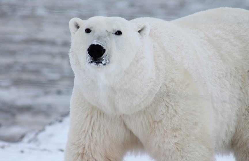 В Канаде белый медведь охотился на детей